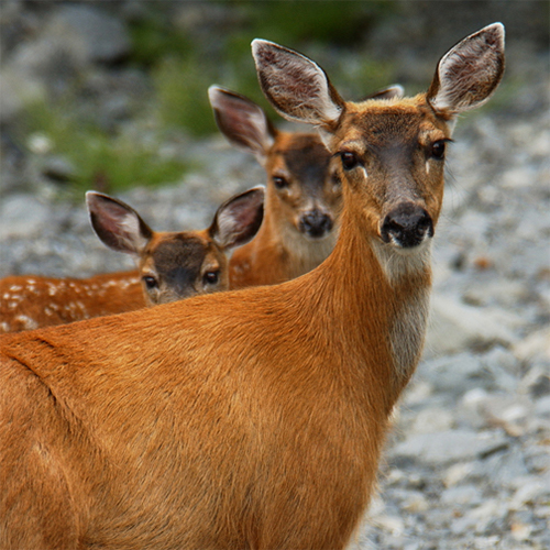 Alaska Photography Deer