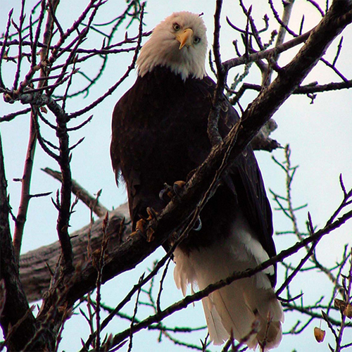 Eagle Photography