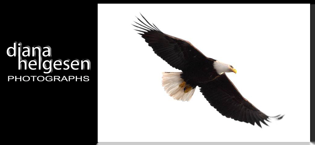 Eagle by Diana Helgesen